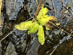 Pinguicula macroceras
