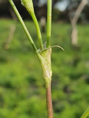 Trifolium glomeratum
