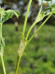 Trifolium glomeratum