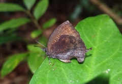 Mahathala ameria