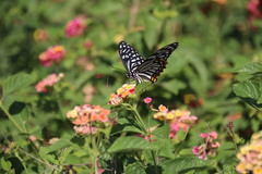 Papilio clytia