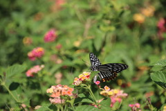 Papilio clytia