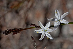 Caesia parviflora parviflora