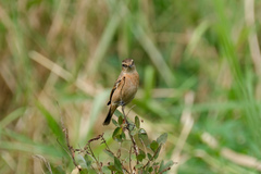 Saxicola stejnegeri