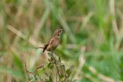 Saxicola stejnegeri