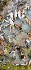 Peltigera leucophlebia