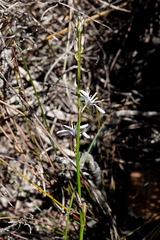Caesia parviflora parviflora