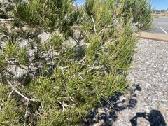 Pinus brutia eldarica