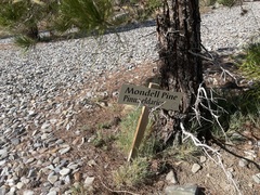 Pinus brutia eldarica