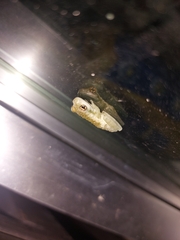 Trachycephalus vermiculatus