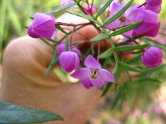 Boronia pinnata