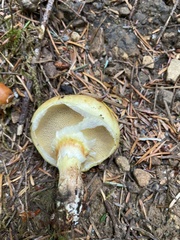 Suillus caerulescens