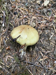 Suillus caerulescens