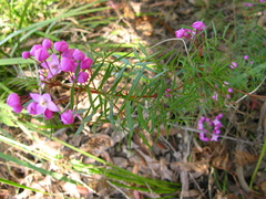Boronia pinnata