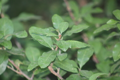 Forestiera ligustrina