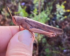 Schistocerca alutacea