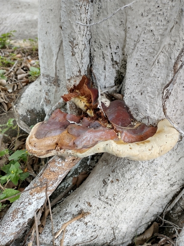 Polychrome Bracket (Ganoderma polychromum)