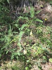 Astragalus penduliflorus