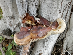 Ganoderma polychromum