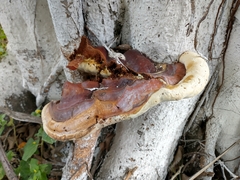 Ganoderma polychromum