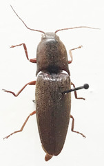 Monocrepidius erubescens