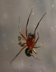 Walckenaeria auranticeps