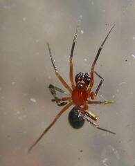 Walckenaeria auranticeps