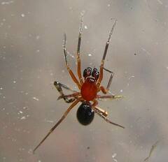 Walckenaeria auranticeps