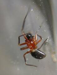 Walckenaeria auranticeps