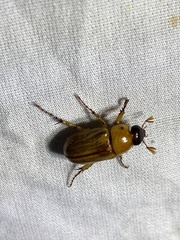 Cyclocephala lurida