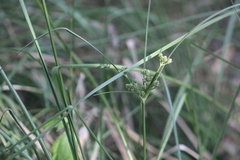 Cyperus entrerianus