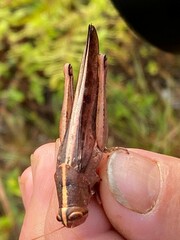 Schistocerca alutacea