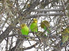 Melopsittacus undulatus