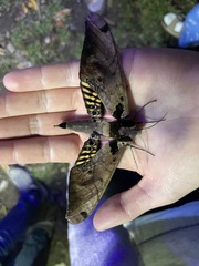 Adhemarius sexoculata