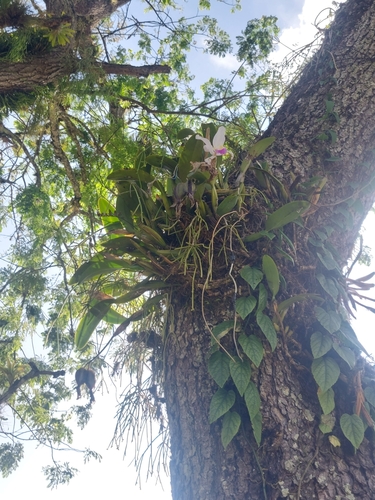 Cattleya mendelii, photograph 2