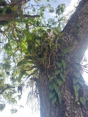 Cattleya mendelii, photograph (c) Daniel Mesa, some rights reserved (CC BY)