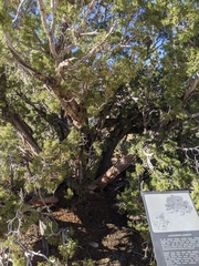 Juniperus californica