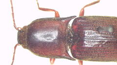 Monocrepidius erubescens