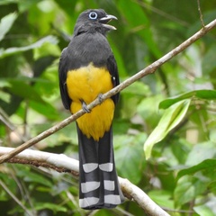 Trogon melanocephalus