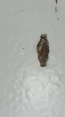 Tineinae