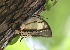Polyura nepenthes