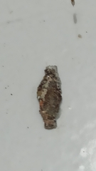 Tineinae