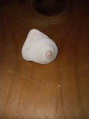 Littorinimorpha
