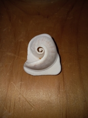 Littorinimorpha