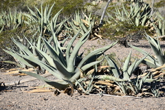 Agave asperrima