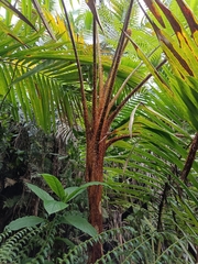 Cyatheaceae