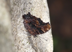 Kaniska canace