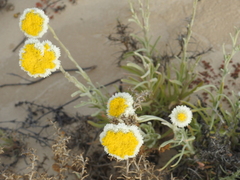 Polycalymma stuartii