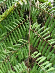 Cyatheaceae