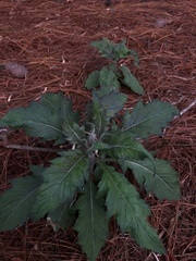 Erechtites valerianifolius